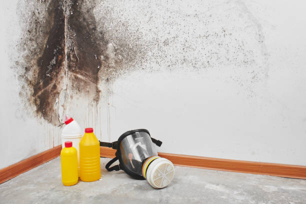 Best Mold Remediation Services  in Rouses Point, NY