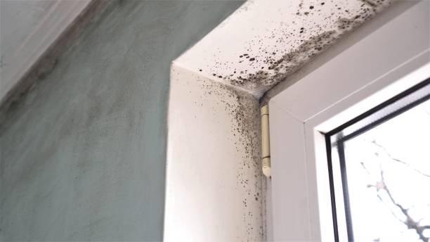 Best Emergency Mold Removal  in Rouses Point, NY