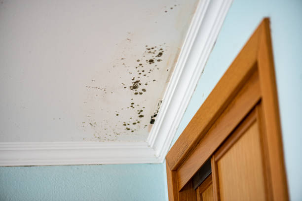 Mold Removal Process in Rouses Point, NY