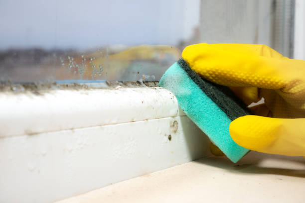 Best Toxic Mold Removal  in Rouses Point, NY