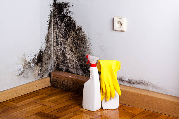 Best Fast Mold Removal  in Rouses Point, NY