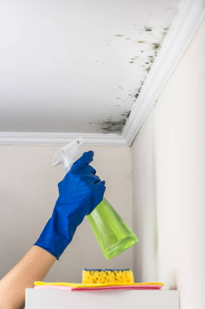 Best Affordable Mold Removal  in Rouses Point, NY